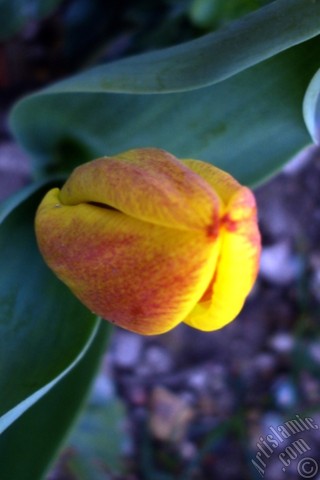 A mobile wallpaper and MMS picture for Apple iPhone 7s, 6s, 5s, 4s, Plus, iPods, iPads, New iPads, Samsung Galaxy S Series and Notes, Sony Ericsson Xperia, LG Mobile Phones, Tablets and Devices: Yellow color Turkish-Ottoman Tulip photo.
