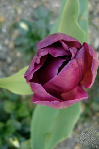 A mobile wallpaper and MMS picture for Apple iPhone 7s, 6s, 5s, 4s, Plus, iPods, iPads, New iPads, Samsung Galaxy S Series and Notes, Sony Ericsson Xperia, LG Mobile Phones, Tablets and Devices: Purple color Turkish-Ottoman Tulip photo.
