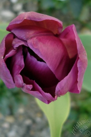 A mobile wallpaper and MMS picture for Apple iPhone 7s, 6s, 5s, 4s, Plus, iPods, iPads, New iPads, Samsung Galaxy S Series and Notes, Sony Ericsson Xperia, LG Mobile Phones, Tablets and Devices: Purple color Turkish-Ottoman Tulip photo.
