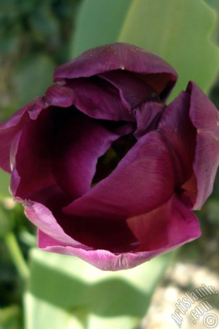 A mobile wallpaper and MMS picture for Apple iPhone 7s, 6s, 5s, 4s, Plus, iPods, iPads, New iPads, Samsung Galaxy S Series and Notes, Sony Ericsson Xperia, LG Mobile Phones, Tablets and Devices: Purple color Turkish-Ottoman Tulip photo.
