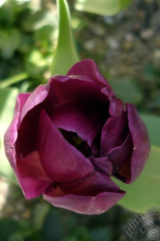 A mobile wallpaper and MMS picture for Apple iPhone 7s, 6s, 5s, 4s, Plus, iPods, iPads, New iPads, Samsung Galaxy S Series and Notes, Sony Ericsson Xperia, LG Mobile Phones, Tablets and Devices: Purple color Turkish-Ottoman Tulip photo.
