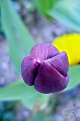 A mobile wallpaper and MMS picture for Apple iPhone 7s, 6s, 5s, 4s, Plus, iPods, iPads, New iPads, Samsung Galaxy S Series and Notes, Sony Ericsson Xperia, LG Mobile Phones, Tablets and Devices: Purple color Turkish-Ottoman Tulip photo.
