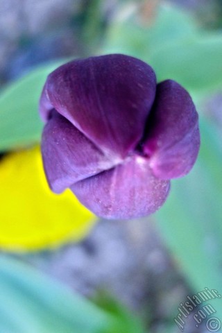 A mobile wallpaper and MMS picture for Apple iPhone 7s, 6s, 5s, 4s, Plus, iPods, iPads, New iPads, Samsung Galaxy S Series and Notes, Sony Ericsson Xperia, LG Mobile Phones, Tablets and Devices: Purple color Turkish-Ottoman Tulip photo.
