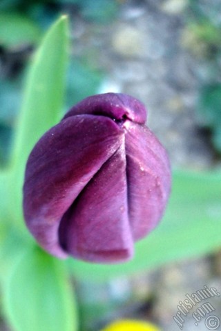 A mobile wallpaper and MMS picture for Apple iPhone 7s, 6s, 5s, 4s, Plus, iPods, iPads, New iPads, Samsung Galaxy S Series and Notes, Sony Ericsson Xperia, LG Mobile Phones, Tablets and Devices: Purple color Turkish-Ottoman Tulip photo.
