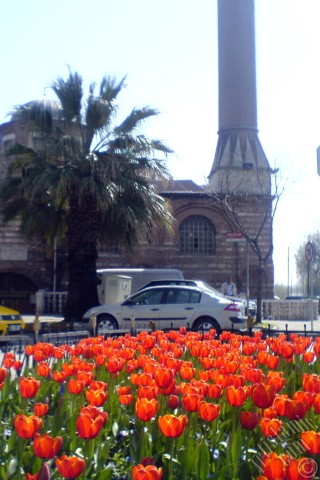 A mobile wallpaper and MMS picture for Apple iPhone 7s, 6s, 5s, 4s, Plus, iPods, iPads, New iPads, Samsung Galaxy S Series and Notes, Sony Ericsson Xperia, LG Mobile Phones, Tablets and Devices: Turkish-Ottoman Tulips.
