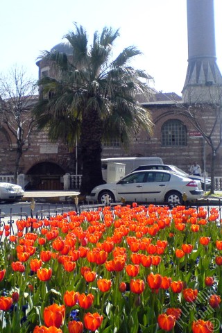 A mobile wallpaper and MMS picture for Apple iPhone 7s, 6s, 5s, 4s, Plus, iPods, iPads, New iPads, Samsung Galaxy S Series and Notes, Sony Ericsson Xperia, LG Mobile Phones, Tablets and Devices: Turkish-Ottoman Tulips.
