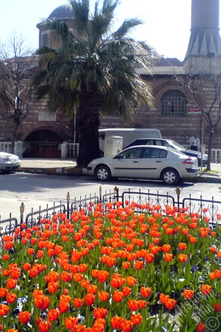 A mobile wallpaper and MMS picture for Apple iPhone 7s, 6s, 5s, 4s, Plus, iPods, iPads, New iPads, Samsung Galaxy S Series and Notes, Sony Ericsson Xperia, LG Mobile Phones, Tablets and Devices: Turkish-Ottoman Tulips.
