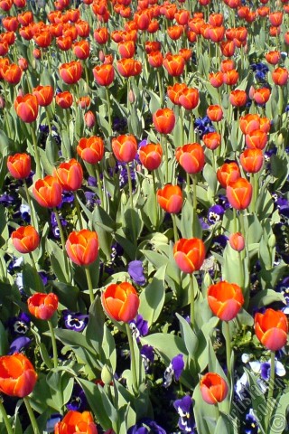 A mobile wallpaper and MMS picture for Apple iPhone 7s, 6s, 5s, 4s, Plus, iPods, iPads, New iPads, Samsung Galaxy S Series and Notes, Sony Ericsson Xperia, LG Mobile Phones, Tablets and Devices: Turkish-Ottoman Tulips.
