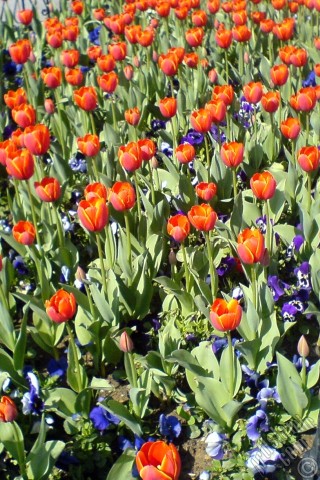 A mobile wallpaper and MMS picture for Apple iPhone 7s, 6s, 5s, 4s, Plus, iPods, iPads, New iPads, Samsung Galaxy S Series and Notes, Sony Ericsson Xperia, LG Mobile Phones, Tablets and Devices: Turkish-Ottoman Tulips.
