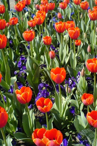 A mobile wallpaper and MMS picture for Apple iPhone 7s, 6s, 5s, 4s, Plus, iPods, iPads, New iPads, Samsung Galaxy S Series and Notes, Sony Ericsson Xperia, LG Mobile Phones, Tablets and Devices: Turkish-Ottoman Tulips.
