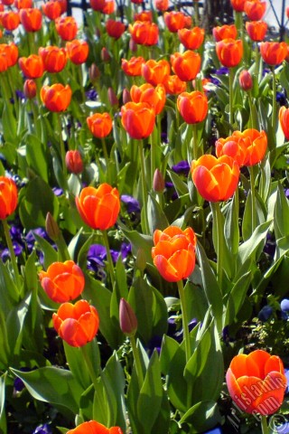 A mobile wallpaper and MMS picture for Apple iPhone 7s, 6s, 5s, 4s, Plus, iPods, iPads, New iPads, Samsung Galaxy S Series and Notes, Sony Ericsson Xperia, LG Mobile Phones, Tablets and Devices: Turkish-Ottoman Tulips.
