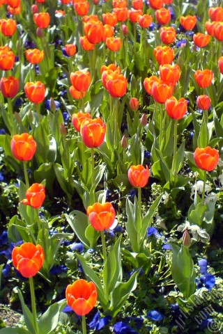 A mobile wallpaper and MMS picture for Apple iPhone 7s, 6s, 5s, 4s, Plus, iPods, iPads, New iPads, Samsung Galaxy S Series and Notes, Sony Ericsson Xperia, LG Mobile Phones, Tablets and Devices: Turkish-Ottoman Tulips.
