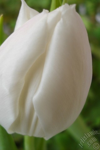 A mobile wallpaper and MMS picture for Apple iPhone 7s, 6s, 5s, 4s, Plus, iPods, iPads, New iPads, Samsung Galaxy S Series and Notes, Sony Ericsson Xperia, LG Mobile Phones, Tablets and Devices: White color Turkish-Ottoman Tulip photo.
