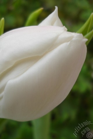 A mobile wallpaper and MMS picture for Apple iPhone 7s, 6s, 5s, 4s, Plus, iPods, iPads, New iPads, Samsung Galaxy S Series and Notes, Sony Ericsson Xperia, LG Mobile Phones, Tablets and Devices: White color Turkish-Ottoman Tulip photo.
