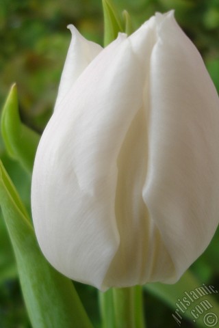 A mobile wallpaper and MMS picture for Apple iPhone 7s, 6s, 5s, 4s, Plus, iPods, iPads, New iPads, Samsung Galaxy S Series and Notes, Sony Ericsson Xperia, LG Mobile Phones, Tablets and Devices: White color Turkish-Ottoman Tulip photo.
