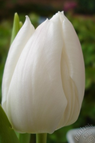 A mobile wallpaper and MMS picture for Apple iPhone 7s, 6s, 5s, 4s, Plus, iPods, iPads, New iPads, Samsung Galaxy S Series and Notes, Sony Ericsson Xperia, LG Mobile Phones, Tablets and Devices: White color Turkish-Ottoman Tulip photo.
