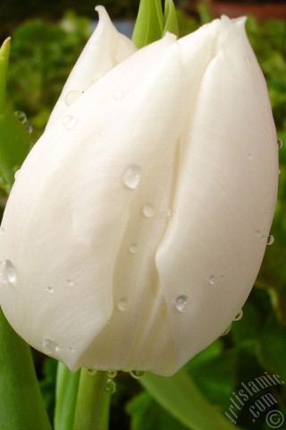 A mobile wallpaper and MMS picture for Apple iPhone 7s, 6s, 5s, 4s, Plus, iPods, iPads, New iPads, Samsung Galaxy S Series and Notes, Sony Ericsson Xperia, LG Mobile Phones, Tablets and Devices: White color Turkish-Ottoman Tulip photo.
