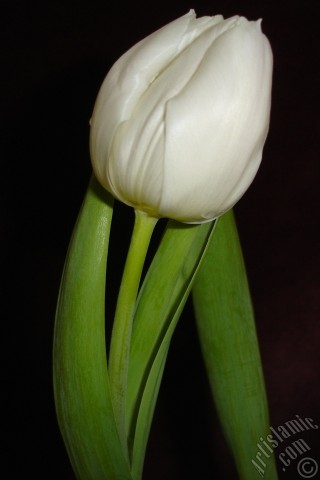 A mobile wallpaper and MMS picture for Apple iPhone 7s, 6s, 5s, 4s, Plus, iPods, iPads, New iPads, Samsung Galaxy S Series and Notes, Sony Ericsson Xperia, LG Mobile Phones, Tablets and Devices: White color Turkish-Ottoman Tulip photo.
