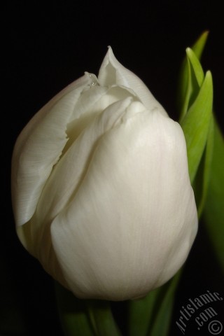 A mobile wallpaper and MMS picture for Apple iPhone 7s, 6s, 5s, 4s, Plus, iPods, iPads, New iPads, Samsung Galaxy S Series and Notes, Sony Ericsson Xperia, LG Mobile Phones, Tablets and Devices: White color Turkish-Ottoman Tulip photo.
