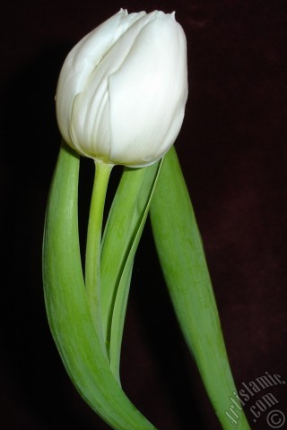 A mobile wallpaper and MMS picture for Apple iPhone 7s, 6s, 5s, 4s, Plus, iPods, iPads, New iPads, Samsung Galaxy S Series and Notes, Sony Ericsson Xperia, LG Mobile Phones, Tablets and Devices: White color Turkish-Ottoman Tulip photo.
