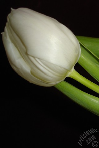 A mobile wallpaper and MMS picture for Apple iPhone 7s, 6s, 5s, 4s, Plus, iPods, iPads, New iPads, Samsung Galaxy S Series and Notes, Sony Ericsson Xperia, LG Mobile Phones, Tablets and Devices: White color Turkish-Ottoman Tulip photo.
