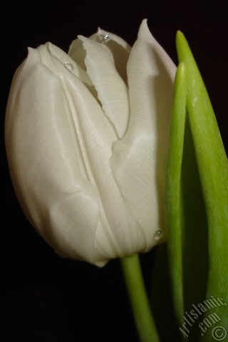 A mobile wallpaper and MMS picture for Apple iPhone 7s, 6s, 5s, 4s, Plus, iPods, iPads, New iPads, Samsung Galaxy S Series and Notes, Sony Ericsson Xperia, LG Mobile Phones, Tablets and Devices: White color Turkish-Ottoman Tulip photo.
