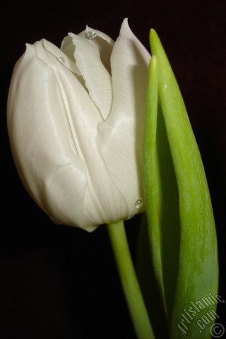 A mobile wallpaper and MMS picture for Apple iPhone 7s, 6s, 5s, 4s, Plus, iPods, iPads, New iPads, Samsung Galaxy S Series and Notes, Sony Ericsson Xperia, LG Mobile Phones, Tablets and Devices: White color Turkish-Ottoman Tulip photo.
