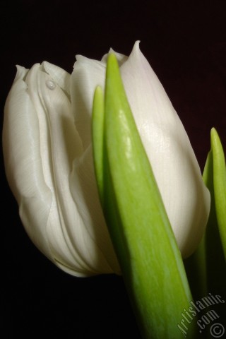 A mobile wallpaper and MMS picture for Apple iPhone 7s, 6s, 5s, 4s, Plus, iPods, iPads, New iPads, Samsung Galaxy S Series and Notes, Sony Ericsson Xperia, LG Mobile Phones, Tablets and Devices: White color Turkish-Ottoman Tulip photo.
