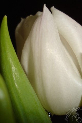 A mobile wallpaper and MMS picture for Apple iPhone 7s, 6s, 5s, 4s, Plus, iPods, iPads, New iPads, Samsung Galaxy S Series and Notes, Sony Ericsson Xperia, LG Mobile Phones, Tablets and Devices: White color Turkish-Ottoman Tulip photo.
