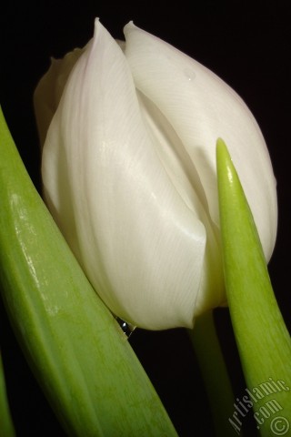 A mobile wallpaper and MMS picture for Apple iPhone 7s, 6s, 5s, 4s, Plus, iPods, iPads, New iPads, Samsung Galaxy S Series and Notes, Sony Ericsson Xperia, LG Mobile Phones, Tablets and Devices: White color Turkish-Ottoman Tulip photo.
