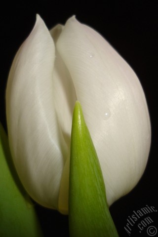 A mobile wallpaper and MMS picture for Apple iPhone 7s, 6s, 5s, 4s, Plus, iPods, iPads, New iPads, Samsung Galaxy S Series and Notes, Sony Ericsson Xperia, LG Mobile Phones, Tablets and Devices: White color Turkish-Ottoman Tulip photo.
