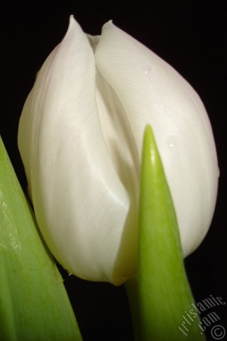 A mobile wallpaper and MMS picture for Apple iPhone 7s, 6s, 5s, 4s, Plus, iPods, iPads, New iPads, Samsung Galaxy S Series and Notes, Sony Ericsson Xperia, LG Mobile Phones, Tablets and Devices: White color Turkish-Ottoman Tulip photo.
