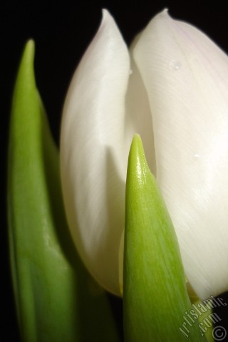 A mobile wallpaper and MMS picture for Apple iPhone 7s, 6s, 5s, 4s, Plus, iPods, iPads, New iPads, Samsung Galaxy S Series and Notes, Sony Ericsson Xperia, LG Mobile Phones, Tablets and Devices: White color Turkish-Ottoman Tulip photo.
