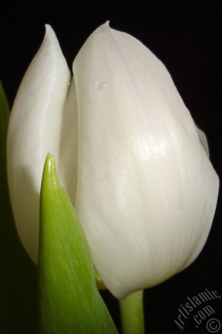 A mobile wallpaper and MMS picture for Apple iPhone 7s, 6s, 5s, 4s, Plus, iPods, iPads, New iPads, Samsung Galaxy S Series and Notes, Sony Ericsson Xperia, LG Mobile Phones, Tablets and Devices: White color Turkish-Ottoman Tulip photo.
