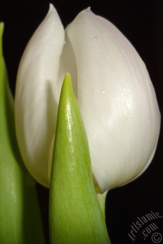 A mobile wallpaper and MMS picture for Apple iPhone 7s, 6s, 5s, 4s, Plus, iPods, iPads, New iPads, Samsung Galaxy S Series and Notes, Sony Ericsson Xperia, LG Mobile Phones, Tablets and Devices: White color Turkish-Ottoman Tulip photo.
