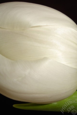 A mobile wallpaper and MMS picture for Apple iPhone 7s, 6s, 5s, 4s, Plus, iPods, iPads, New iPads, Samsung Galaxy S Series and Notes, Sony Ericsson Xperia, LG Mobile Phones, Tablets and Devices: White color Turkish-Ottoman Tulip photo.
