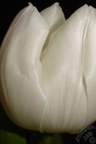 A mobile wallpaper and MMS picture for Apple iPhone 7s, 6s, 5s, 4s, Plus, iPods, iPads, New iPads, Samsung Galaxy S Series and Notes, Sony Ericsson Xperia, LG Mobile Phones, Tablets and Devices: White color Turkish-Ottoman Tulip photo.
