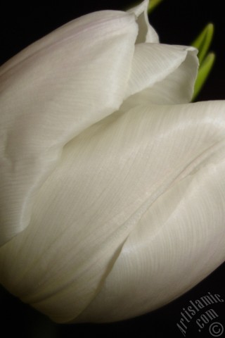 A mobile wallpaper and MMS picture for Apple iPhone 7s, 6s, 5s, 4s, Plus, iPods, iPads, New iPads, Samsung Galaxy S Series and Notes, Sony Ericsson Xperia, LG Mobile Phones, Tablets and Devices: White color Turkish-Ottoman Tulip photo.
