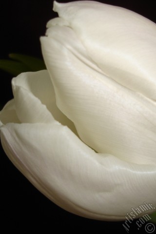 A mobile wallpaper and MMS picture for Apple iPhone 7s, 6s, 5s, 4s, Plus, iPods, iPads, New iPads, Samsung Galaxy S Series and Notes, Sony Ericsson Xperia, LG Mobile Phones, Tablets and Devices: White color Turkish-Ottoman Tulip photo.
