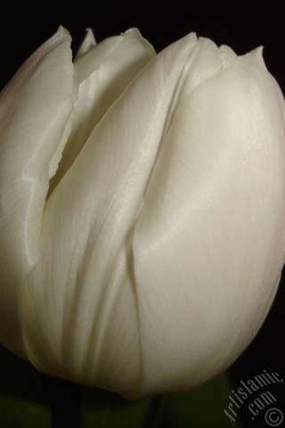 A mobile wallpaper and MMS picture for Apple iPhone 7s, 6s, 5s, 4s, Plus, iPods, iPads, New iPads, Samsung Galaxy S Series and Notes, Sony Ericsson Xperia, LG Mobile Phones, Tablets and Devices: White color Turkish-Ottoman Tulip photo.
