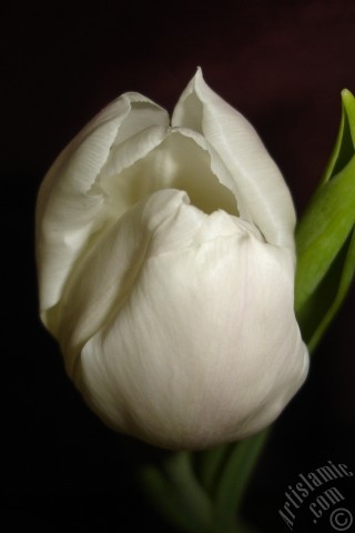 A mobile wallpaper and MMS picture for Apple iPhone 7s, 6s, 5s, 4s, Plus, iPods, iPads, New iPads, Samsung Galaxy S Series and Notes, Sony Ericsson Xperia, LG Mobile Phones, Tablets and Devices: White color Turkish-Ottoman Tulip photo.
