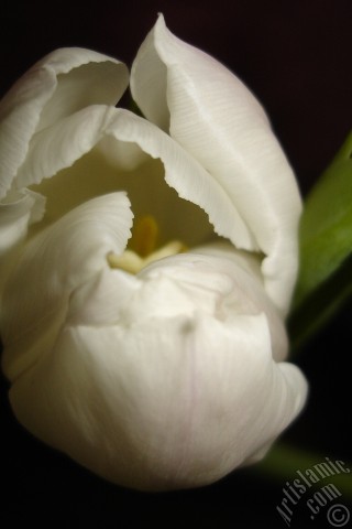 A mobile wallpaper and MMS picture for Apple iPhone 7s, 6s, 5s, 4s, Plus, iPods, iPads, New iPads, Samsung Galaxy S Series and Notes, Sony Ericsson Xperia, LG Mobile Phones, Tablets and Devices: White color Turkish-Ottoman Tulip photo.
