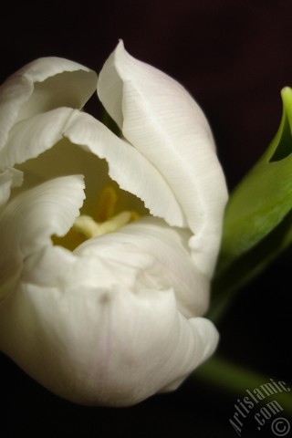 A mobile wallpaper and MMS picture for Apple iPhone 7s, 6s, 5s, 4s, Plus, iPods, iPads, New iPads, Samsung Galaxy S Series and Notes, Sony Ericsson Xperia, LG Mobile Phones, Tablets and Devices: White color Turkish-Ottoman Tulip photo.
