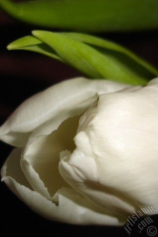 A mobile wallpaper and MMS picture for Apple iPhone 7s, 6s, 5s, 4s, Plus, iPods, iPads, New iPads, Samsung Galaxy S Series and Notes, Sony Ericsson Xperia, LG Mobile Phones, Tablets and Devices: White color Turkish-Ottoman Tulip photo.
