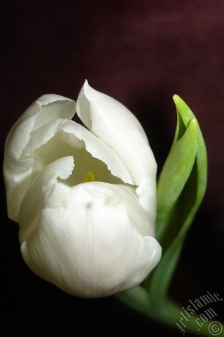 A mobile wallpaper and MMS picture for Apple iPhone 7s, 6s, 5s, 4s, Plus, iPods, iPads, New iPads, Samsung Galaxy S Series and Notes, Sony Ericsson Xperia, LG Mobile Phones, Tablets and Devices: White color Turkish-Ottoman Tulip photo.
