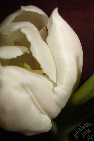 A mobile wallpaper and MMS picture for Apple iPhone 7s, 6s, 5s, 4s, Plus, iPods, iPads, New iPads, Samsung Galaxy S Series and Notes, Sony Ericsson Xperia, LG Mobile Phones, Tablets and Devices: White color Turkish-Ottoman Tulip photo.
