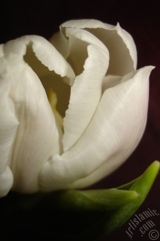 A mobile wallpaper and MMS picture for Apple iPhone 7s, 6s, 5s, 4s, Plus, iPods, iPads, New iPads, Samsung Galaxy S Series and Notes, Sony Ericsson Xperia, LG Mobile Phones, Tablets and Devices: White color Turkish-Ottoman Tulip photo.
