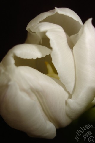 A mobile wallpaper and MMS picture for Apple iPhone 7s, 6s, 5s, 4s, Plus, iPods, iPads, New iPads, Samsung Galaxy S Series and Notes, Sony Ericsson Xperia, LG Mobile Phones, Tablets and Devices: White color Turkish-Ottoman Tulip photo.
