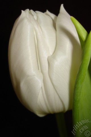 A mobile wallpaper and MMS picture for Apple iPhone 7s, 6s, 5s, 4s, Plus, iPods, iPads, New iPads, Samsung Galaxy S Series and Notes, Sony Ericsson Xperia, LG Mobile Phones, Tablets and Devices: White color Turkish-Ottoman Tulip photo.
