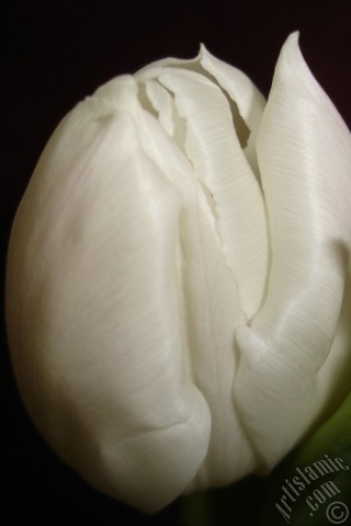 A mobile wallpaper and MMS picture for Apple iPhone 7s, 6s, 5s, 4s, Plus, iPods, iPads, New iPads, Samsung Galaxy S Series and Notes, Sony Ericsson Xperia, LG Mobile Phones, Tablets and Devices: White color Turkish-Ottoman Tulip photo.
